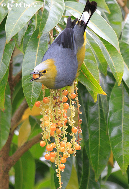 Long-tailed Silky-Flycatcher m47-19-032.jpg